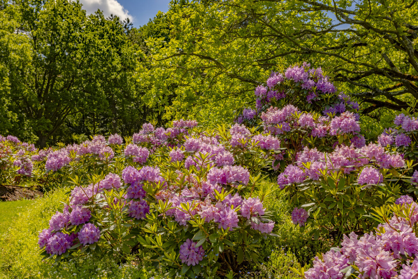 Beplanting, ontwerp en aanleg landgoed in duingebied Santpoort